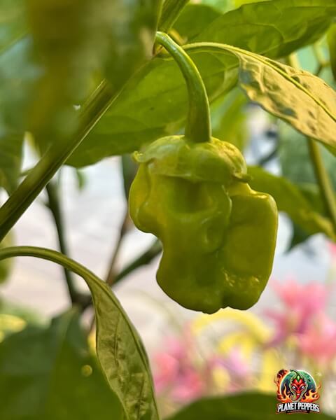 7 Pot Bubblegum White 7 Pot Bubblegum White
